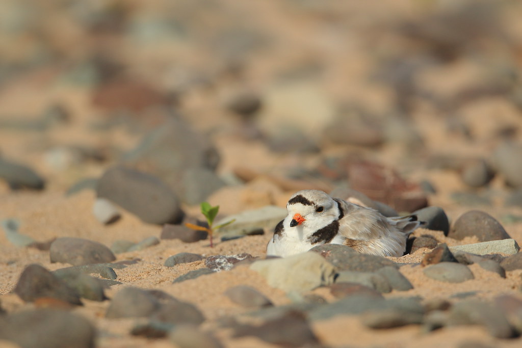 Pluvier siffleur, Piping plover