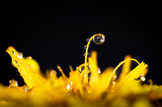 Drops on a little blossom - My entry for todays 