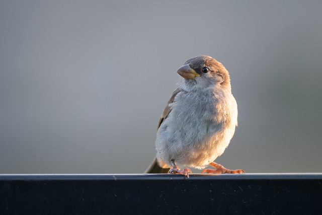 A Sparrow Catching the Sun