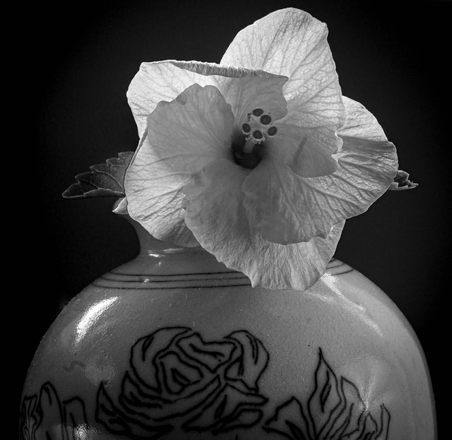 Hibiscus in vase