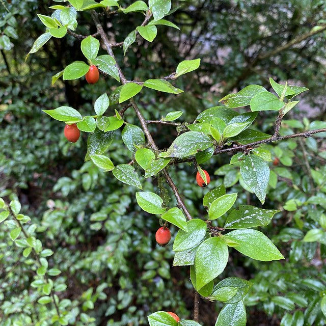 Cotoneaster sp. (Cotoneaster)