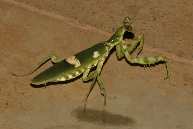 ecosystem/fauna/Flower Mantis(Creobroter gemmatus)