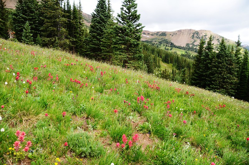 Wildflowers blooming along Butler Gulch Trail (9)