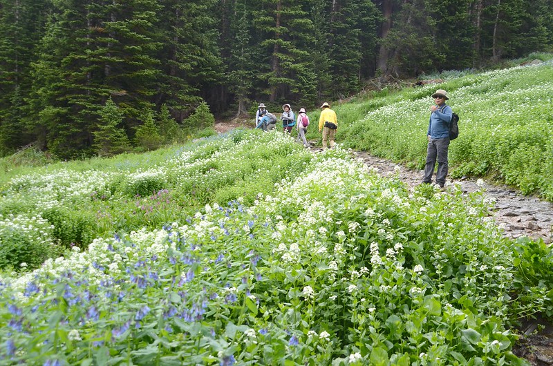 Wildflowers blooming along Butler Gulch Trail (3)