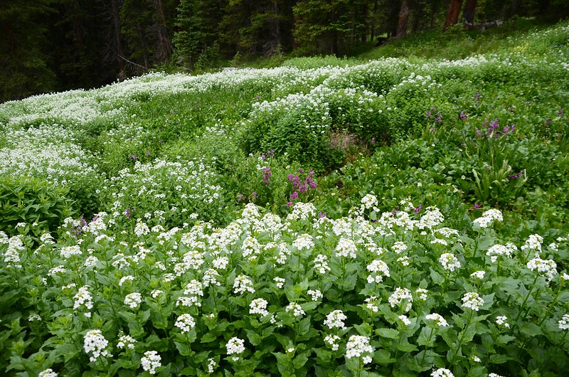 Wildflowers blooming along Butler Gulch Trail (6)