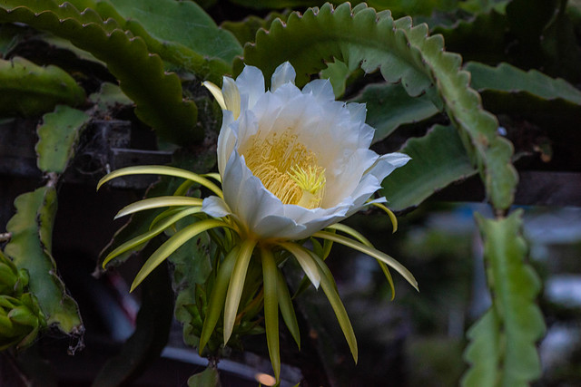 Dragonfruit Cactus Flower