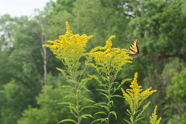 Eastern Tiger Swallowtail Butterfly on Goldenrod