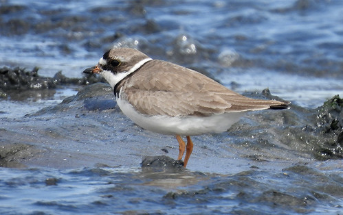 Semipalmated Plover - Braddock Bay East Spit - © Candace Giles - July 25, 2022