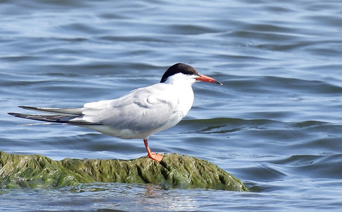 Common Tern - Braddock Bay East Spit - © Candace Giles - July 22, 2022