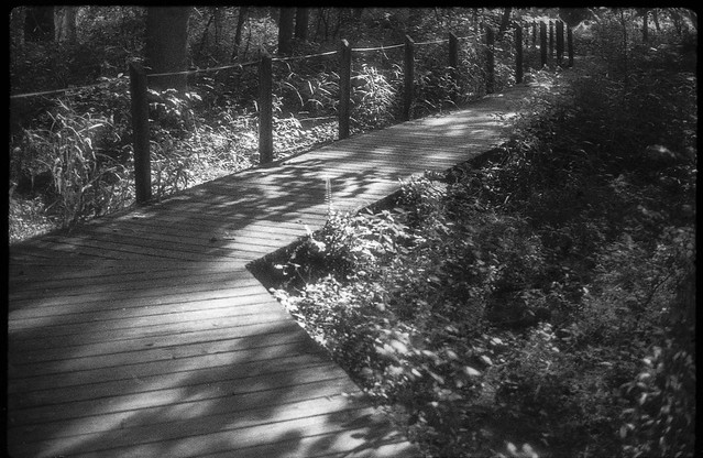summer sun, deep shadows, boardwalk, Beaver Lake Bird Sanctuary, Asheville, NC, FED 2, Soviet 35mm rangefiner, Industar 61 lens, Retropan 320, Retropan Retro developer, 7.22.22