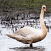 Flickr photo 'Meet the Mute Swan at Bombay Hook' by: Phil's 1stPix.