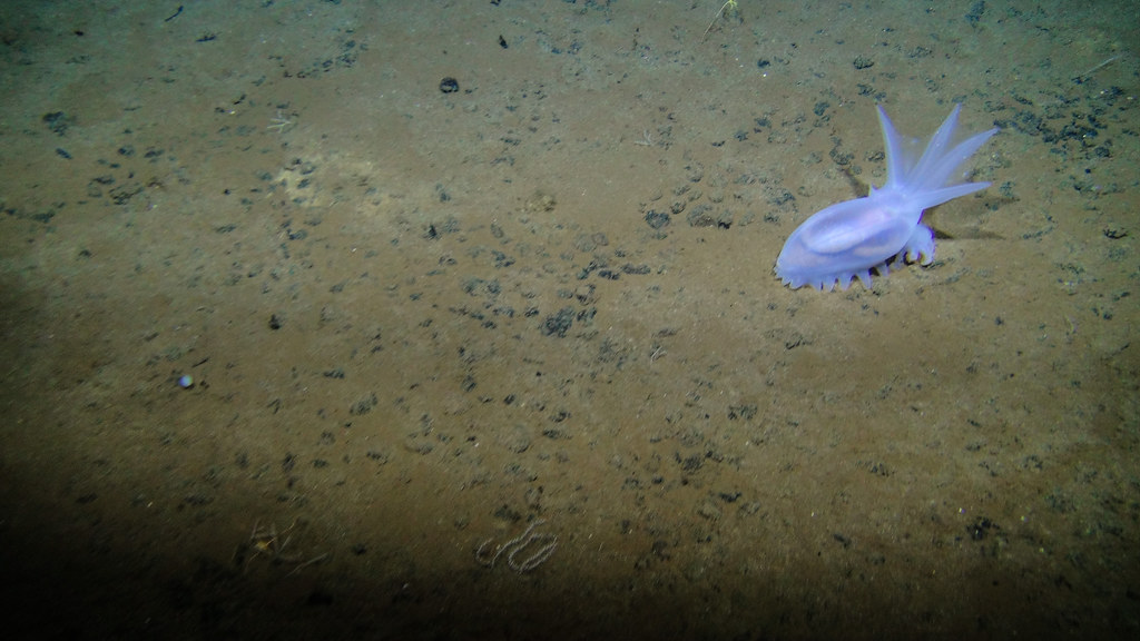 太平洋的克利珀頓破裂帶（CCZ）海床的海參。 圖片來源：Craig Smith 和 Diva Amon /NOAA