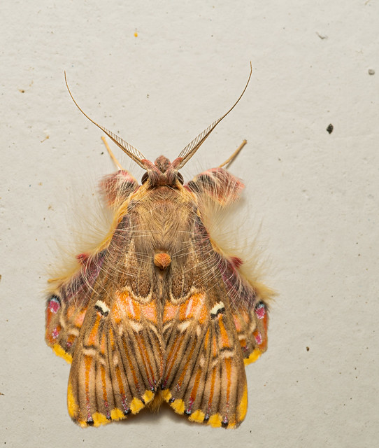 National Moth Week: Moth 10
