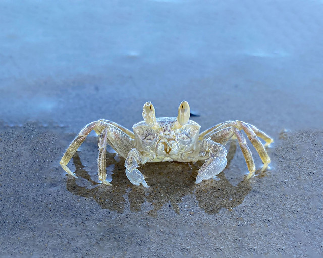 The REAL Ghost Crab