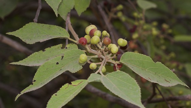 ecosystem/flora/Indian Linden (Grewia tiliifolia)