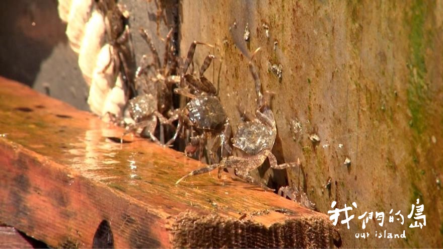 今年5月在台北新店碧潭堰，一群密密麻麻的小毛蟹爬上麻繩，向上洄游。