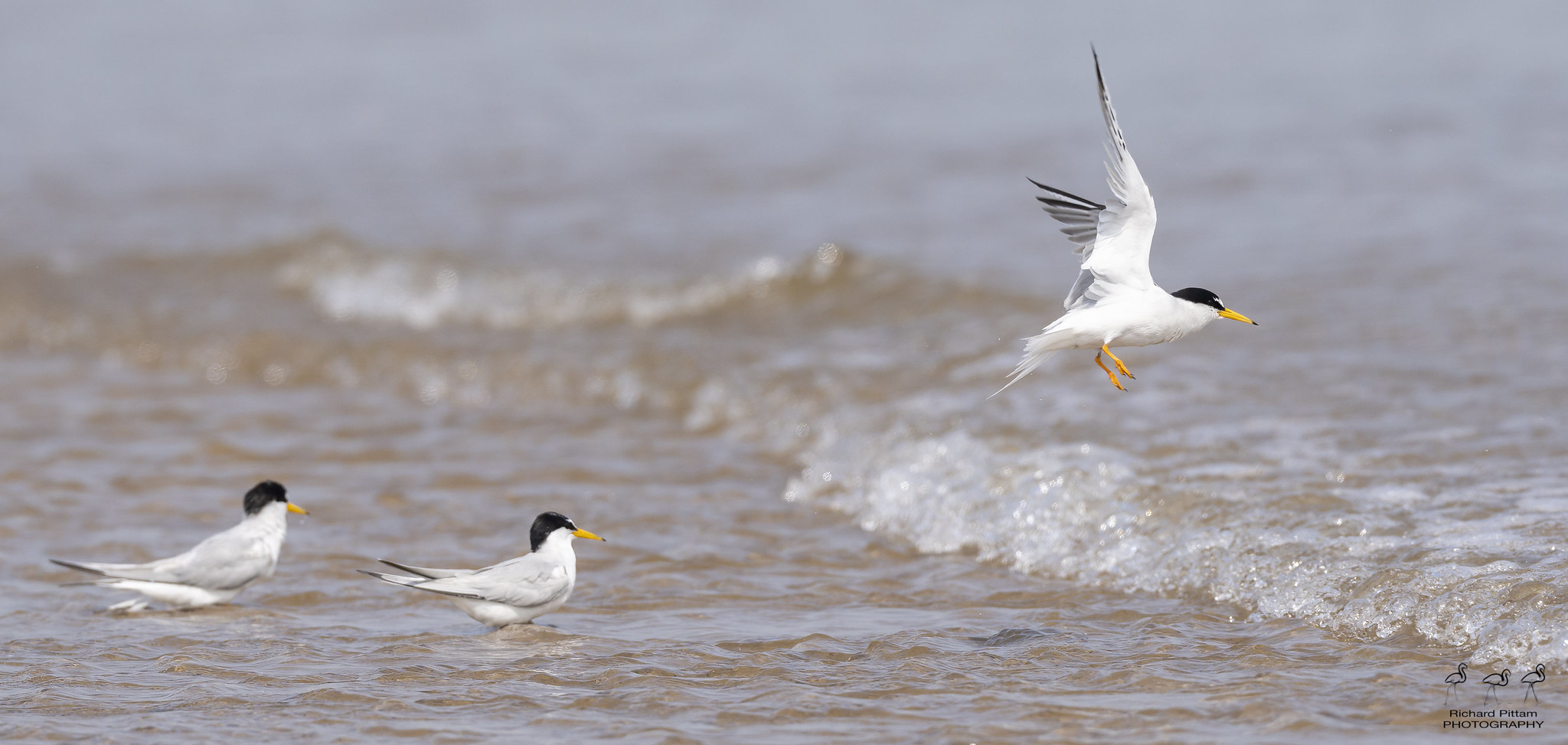 Little Tern - unfortunately as electricity and water don't mix - neither does photography and 30DegC  temperatures :-(