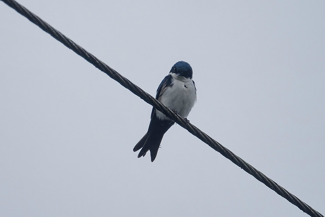 Патагонская ласточка, Notiochelidon (Pygochelidon) cyanoleuca cyanoleuca, Blue-and-white Swallow