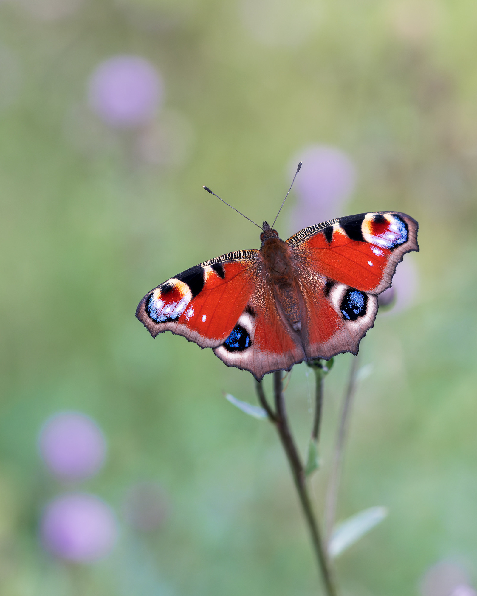 Aglais io | påfågelöga | Peacock