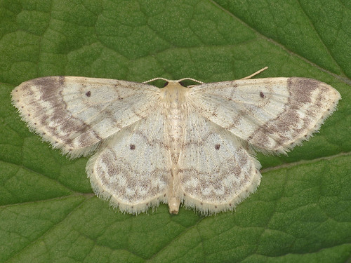 idaeabiselata macro moth geometridae