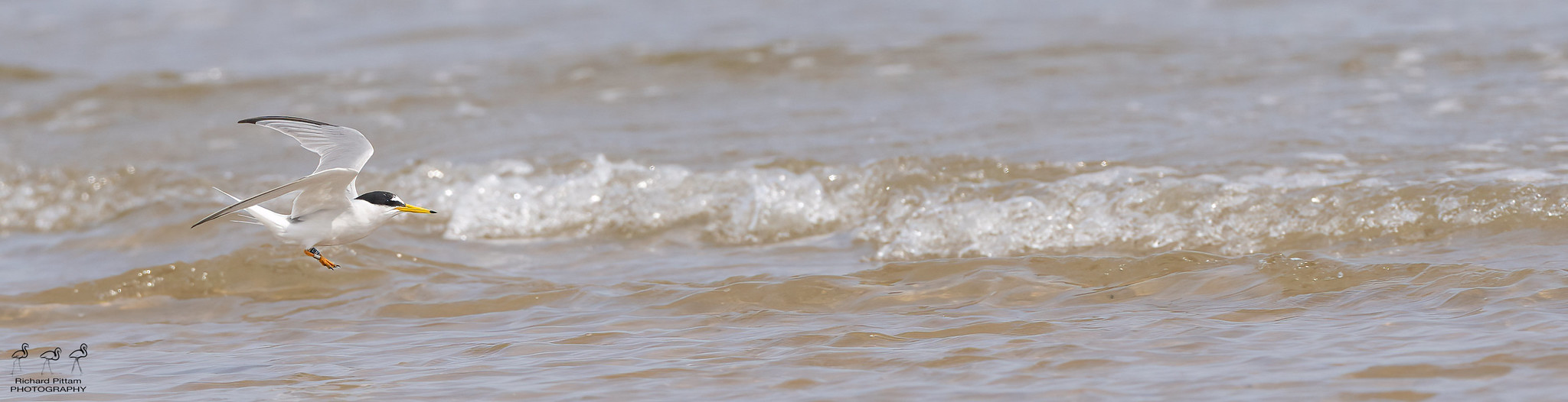 Little Tern - unfortunately as electricity and water don't mix - neither does photography and 30DegC  temperatures :-(