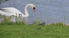 Swan and White wagtail