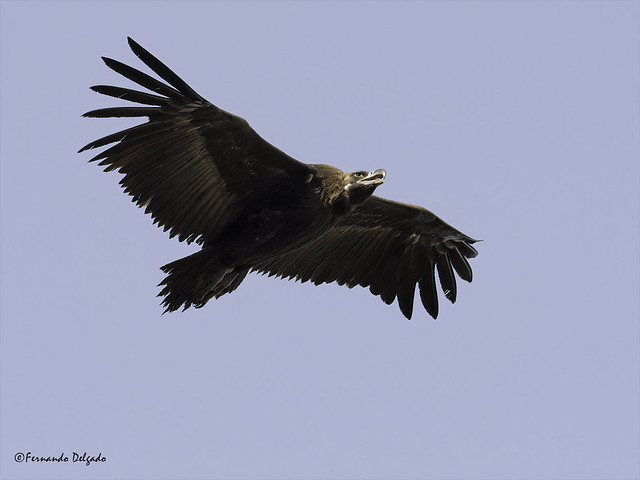 Abutre Preto (Aegypius monachus) | Black Vulture