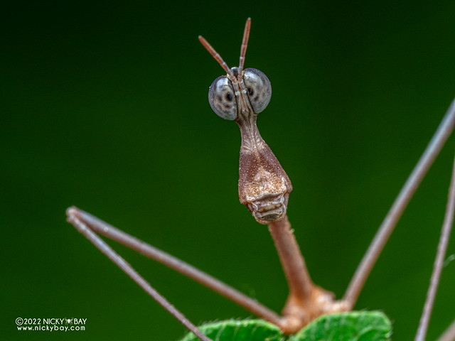 Neotropical stick grasshopper (Apioscelis bulbosa) - P6089579