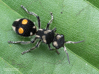 Velvet ant (Hoplomutilla sp.) - P6089525
