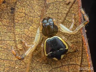 Crab spider (Stephanopoides simoni) - P6089048