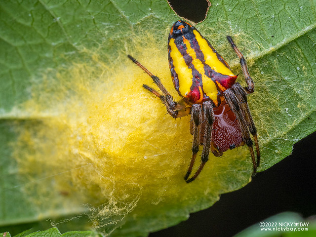 Orb weaver spider (Alpaida bicornuta) - P6089025