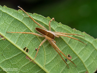 Water spider (Dossenus marginatus) - P6089008