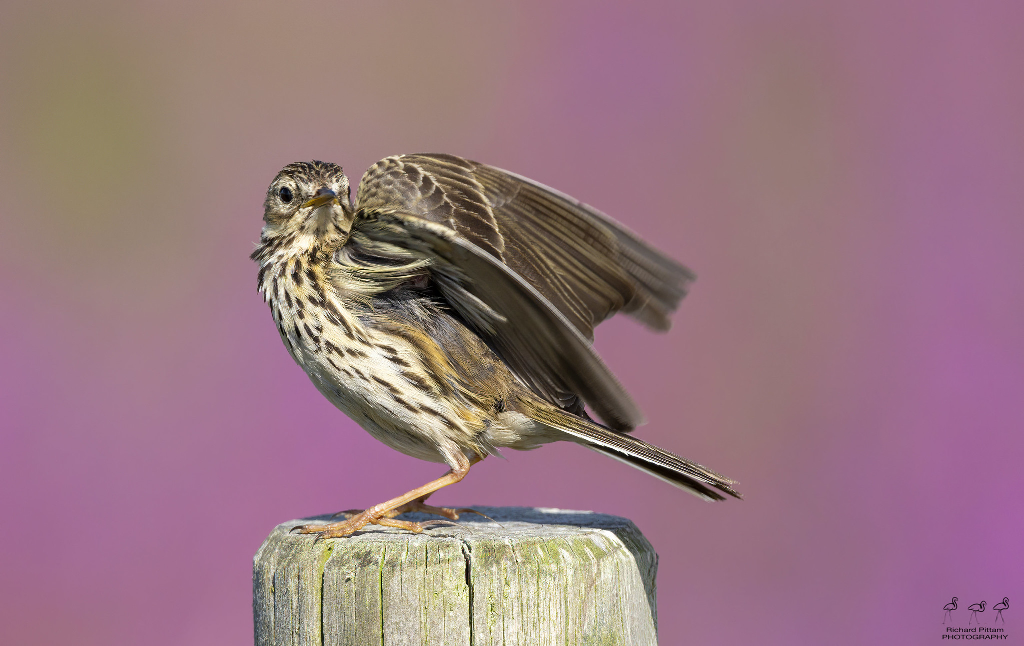 Meadow Pipit with Rose Bay Willow or fireweed as a colourful backdrop