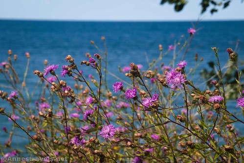 Wildflowers along Lake Ontario at the Cornwall Preserve, New York