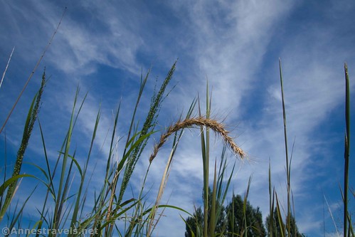 Grasses against the sky, Cornwall Preserve, Williamson, New York
