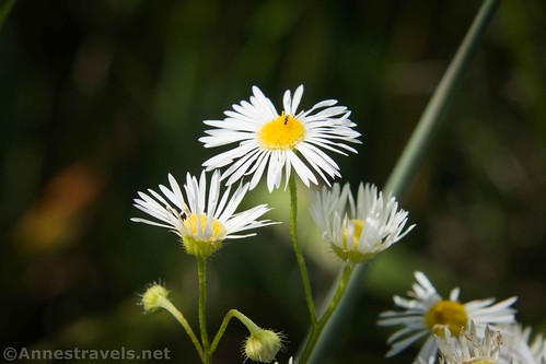 Eastern daisy fleabane at the Cornwall Preserve, Williamson, New York