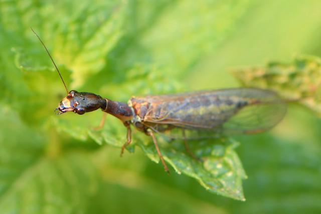 Snakefly (Agulla, Raphidioptera) on a mint leaf