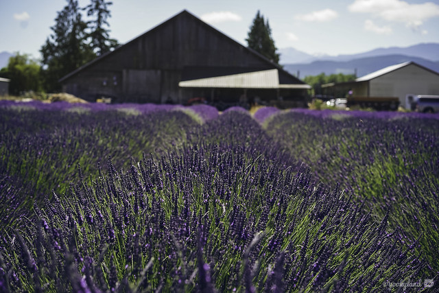 Idyllic day at the lavender farm
