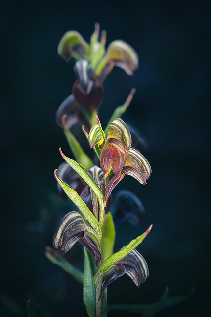 Banded Greenhood Orchid