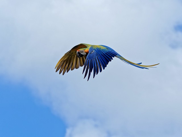 Blue and Yellow Macaw in flight, captured while at Bali Bird Park, Bali, Indonesia 21 July, 2022 OMD EM1Mk3, 40-150 f2.8 Pro, 150 mm, 1/2500, f2.8, ISO64, 0ev