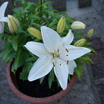 lilies in a terracotta pot