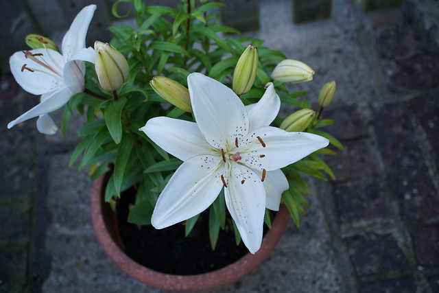 lilies in a terracotta pot