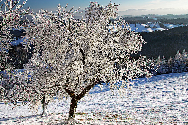 Tree under rime ice