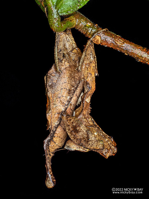 Dead leaf mantis (Acanthops sp.) - P6089474