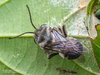 Longhorn bee (Thygater sp.) - P6088993