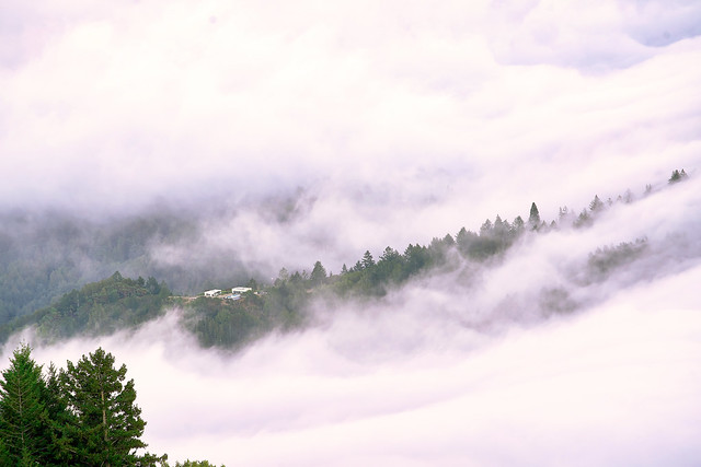 Foggy View of Mt. Tamalpais