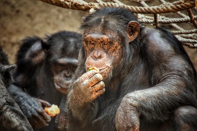 Schimpanse beim snacken...