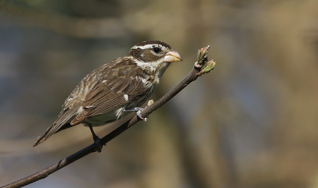 Rose-breasted Grosbeak female / Cardinal à poitrine rose femelle ( Diane )