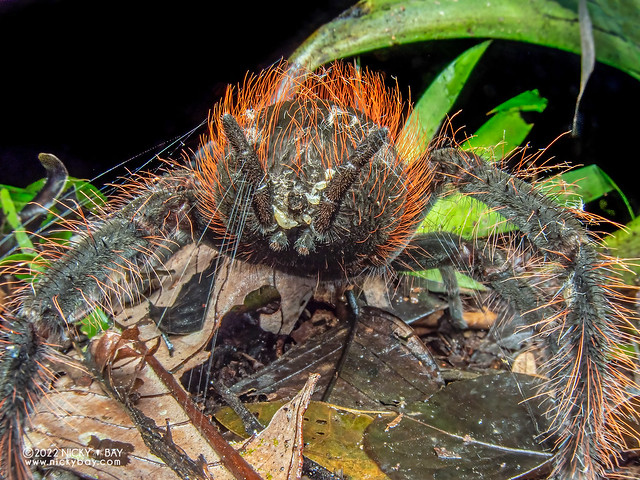 Ecuadorian brown velvet tarantula (Megaphobema velvetosoma) - P6089326