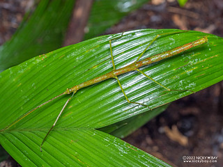 Stick insect (Phasmatodea) - P6089224